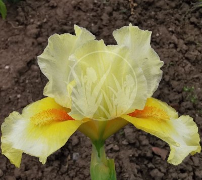 Fun in the sun IMG_20210528_120206 upr